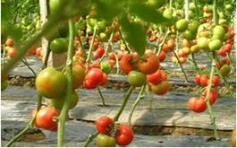 西紅柿根腫病的病害癥狀、發生規律及防治措施