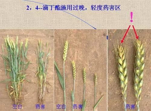 除草劑無時不刻發(fā)生變化，激素類除草劑未來還會在農(nóng)業(yè)舞臺上繼續(xù)發(fā)揮更大作用