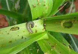 農(nóng)業(yè)農(nóng)村部：7月中下旬是草地貪夜蛾監(jiān)測防控的關(guān)鍵時期